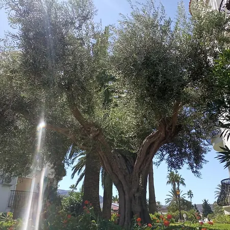 Parchis Con Piscina *